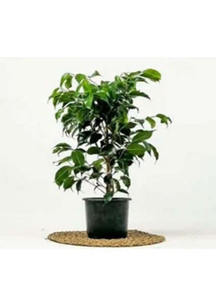 Videolu Yeşil Benjamin Çiçeği 70-100 cm Saksılı İç Mekan Bitkileri Ficus Benjamina