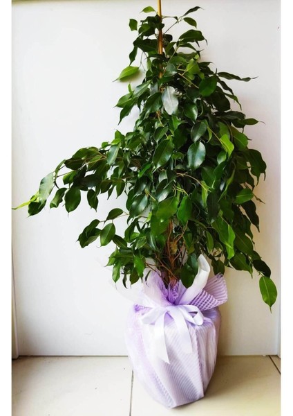 Videolu Yeşil Benjamin Çiçeği 70-100 cm Saksılı İç Mekan Bitkileri Ficus Benjamina