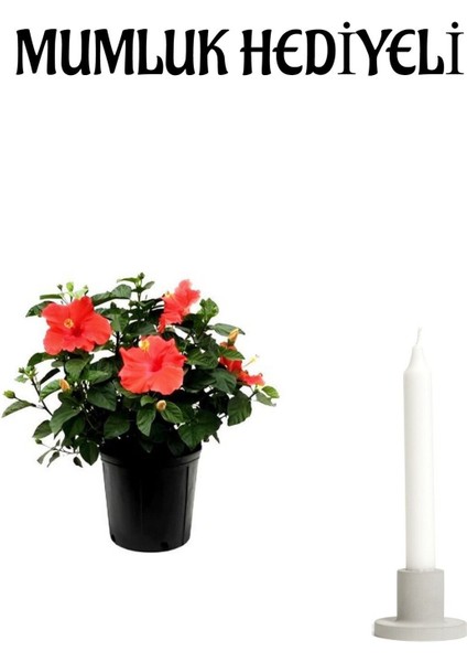 Kadınlar Gününe Özel Kırmızı Renk Japon Gülü(Hibiscus Rosa) Mumluk Hediyeli