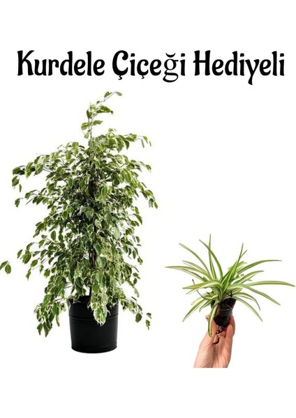 Kadınlar Gününe Özel Alacalı Benjamin Bitkisi Kurdele Çiçeği Salon Bitkisi