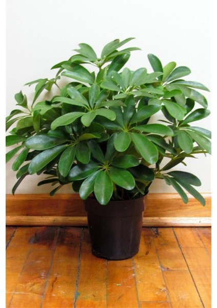 Şeflera Bitkisi modelleri