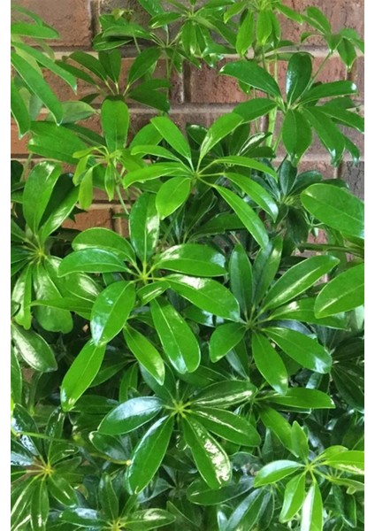 Şeflera Bitkisi fırsatları