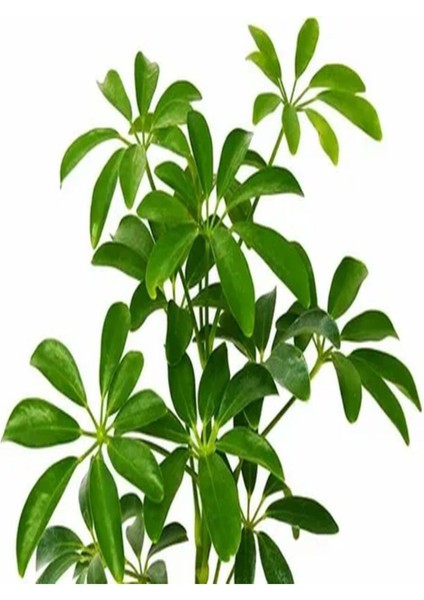 Videolu Yemyeşil Tek Dal Şeflera Çiçeği 40-60 cm Saksılı İç Mekan Bitkileri (Schefflera) modelleri