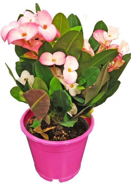 Videolu Alacalı Pembe -Pink Euphorbia Milii Dikenler Tacı Çiçekli Kaktüs