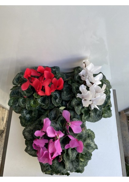 Videolu Sıklamen Çiçeği Bitkisi 3'lü(Karışık Renkler) İç Mekan Bitkileri Mix Cyclamen