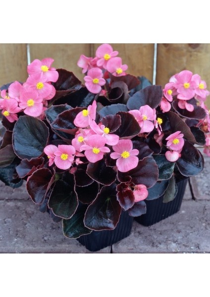 Videolu Şeker Begonya 3 Adet Karışık Renklerde Beyaz Kırmızı Pembe 20-30 cm (Begonia Semperflorens) fiyatları