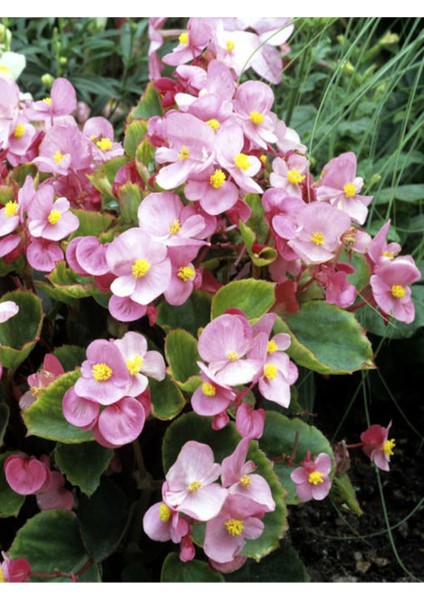 Videolu Şeker Begonya 3 Adet Karışık Renklerde Beyaz Kırmızı Pembe 20-30 cm (Begonia Semperflorens) fırsatları