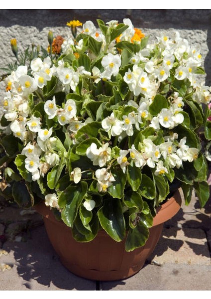 Videolu Şeker Begonya 3 Adet Karışık Renklerde Beyaz Kırmızı Pembe 20-30 cm (Begonia Semperflorens) indirimleri