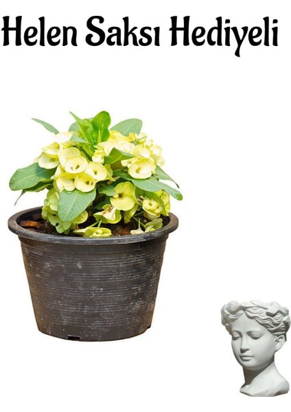 Kadınlar Gününe Özel Sarı Renk Milii Dikenler Tacı Çiçeği Helen Saksı Hediyeli