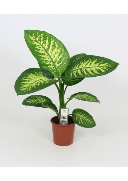 Difenbahya Tropik Salon Bitkisi Tropic Snow 50 - 70 cm
