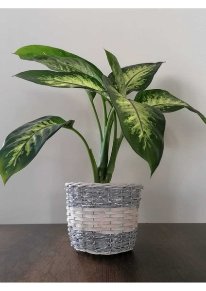 Difenbahya Tropik Salon Bitkisi Tropic Snow 50 - 70 cm fiyatları