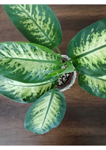 Difenbahya Tropik Salon Bitkisi Tropic Snow 50 - 70 cm modelleri