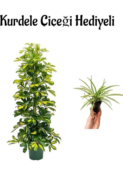 Sevgiller Gününe Özel Parlak Sarı Yapraklı Şeflera Bitkisi Helen Saksı Hediyeli