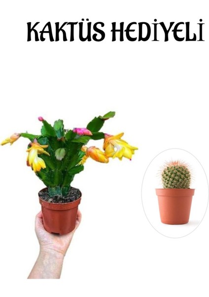 Kadınlar Gününe Özel Sarı Renk Yılbaşı Çiçeği-Kaktüsü Kaktüs Hediyeli