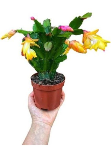 Kadınlar Gününe Özel Sarı Renk Yılbaşı Çiçeği-Kaktüsü Kaktüs Hediyeli fiyatları