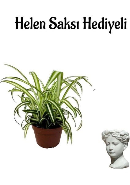 Hediyelik Kurdele Çiçeği Kadınlar Gününe Özel Helen Saksı Hediyeli