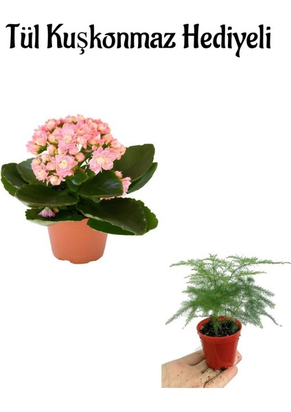 Kadınlar Gününe Özel Hediyelik Açık Pembe Kalanşo Çiçeği Tül Kuşkonmaz Hediyeli