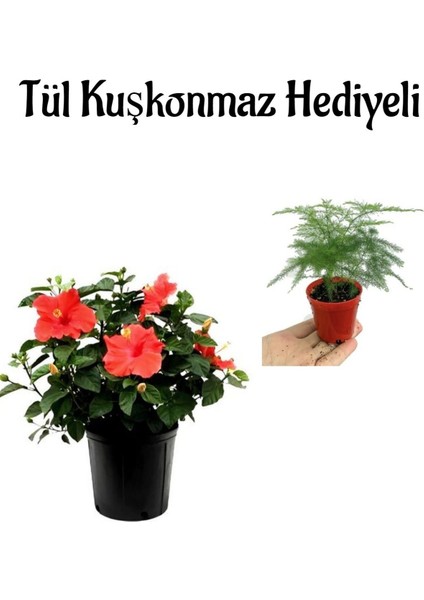 Kadınlar Gününe Özel Kırmızı Renk Japon Gülü Çiçeği Tül Kuşkonmaz Hediyeli