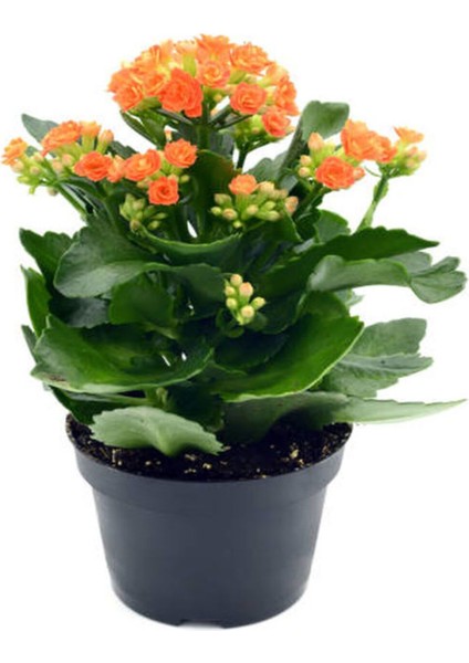 Hediyelik Turuncu Renk Kalanşo(Kalanchoe) Çiçeği Kadınlar Gününe Özel Kurdele Çiçeği Hediyeli fiyatları
