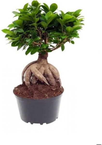 Hediyelik Bonsai Bitkisi Kadınlar Gününe Özel Sukulent Hediyeli