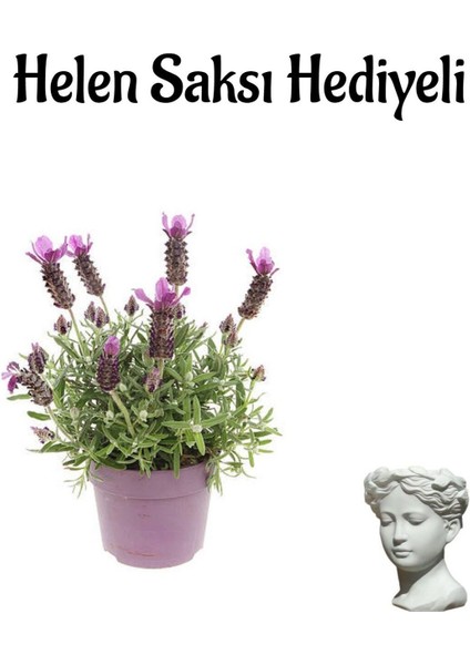 Yogun Kokulu Lavanta Çiçeği Fidanı Kadınlar Gününe Özel Helen Saksı Hediyeli