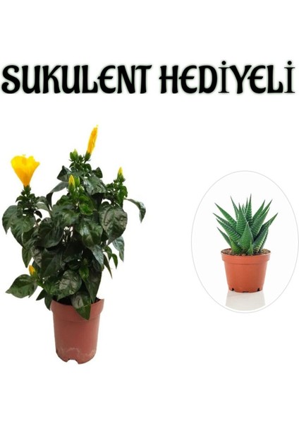 Sarı Renk Japon Gülü Çiçeği Kadınlar Gününe Özel Sukulent Hediyeli