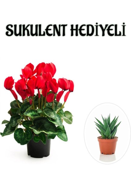 Hediyelik Kırmızı Renk Sıklamen Çiçeği Kadınlar Gününe Özel Sukulent Hediyeli