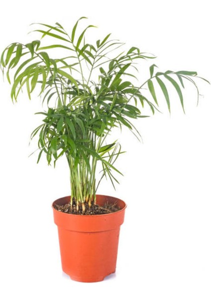Videolu Areka Dağ Palmiyesi 1 Adet Saksılı 20-40 cm İç/ Dış Mekan Bitkisi (Chamaedorea Elegans)