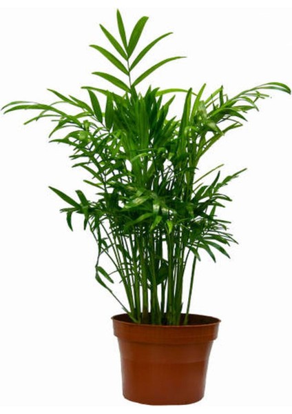 Videolu Areka Dağ Palmiyesi 1 Adet Saksılı 20-40 cm İç/ Dış Mekan Bitkisi (Chamaedorea Elegans)