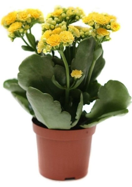 Videolu Sarı Renk Kalanşo Çiçeği 1 Adet Saksılı/Tüplü 15-25 cm Ev Ofis Bitkisi (Yellow Kalanchoe ) fiyatları