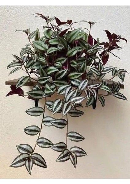 Videolu Alacalı Telgraf Çiçeği 1 Adet Saksılı/ TÜPLÜ 15 - 30 cm Ofis Ev Bitkisi (Tradescantia Zebrina)