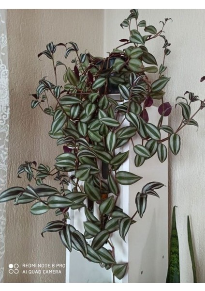 Videolu Alacalı Telgraf Çiçeği 1 Adet Saksılı/ TÜPLÜ 15 - 30 cm Ofis Ev Bitkisi (Tradescantia Zebrina)