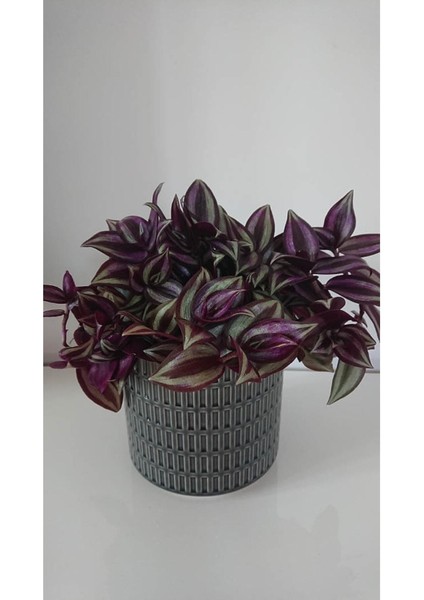 Videolu Alacalı Telgraf Çiçeği 1 Adet Saksılı/ TÜPLÜ 15 - 30 cm Ofis Ev Bitkisi (Tradescantia Zebrina)