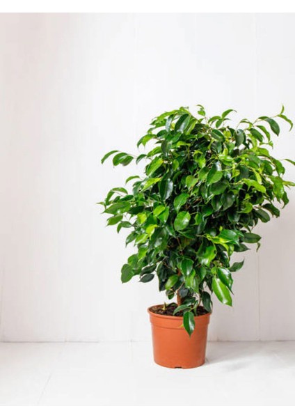 Videolu Benjamin Bitkisi 1 Adet Sakslı/ Tüpü 60-80 cm Ofis Ev Salon Bitkisi( Ficus Benjamina) modelleri