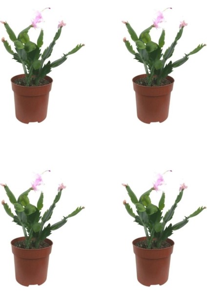 Videolu Pembe Renk Yılbaşı Çiçeği 4 Adet Saksılı 10-15 cm Salon Bitkisi (Paskalya)