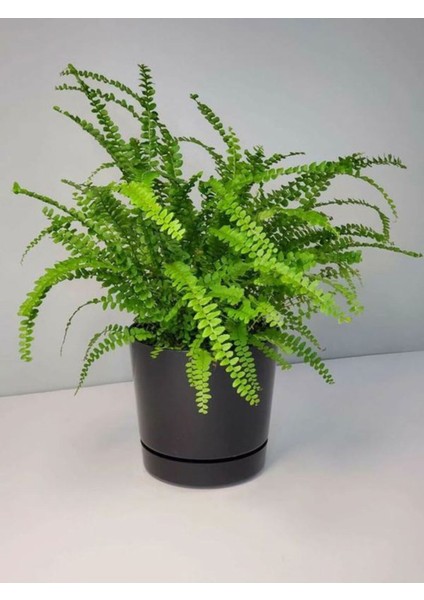 Videolu Aşk Merdiveni 1 Adet Saksılı/Tüplü 30-40 cm İç Mekan Bitkisi (Fujer Nephrolepis)