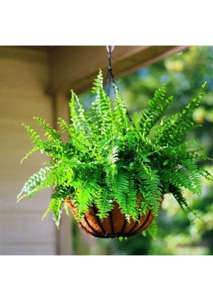 Videolu Aşk Merdiveni 1 Adet Saksılı/Tüplü 30-40 cm İç Mekan Bitkisi (Fujer Nephrolepis) fiyatları