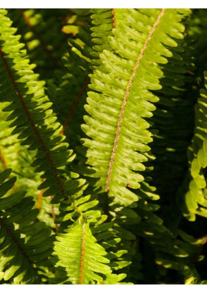 Videolu Aşk Merdiveni 1 Adet Saksılı/Tüplü 30-40 cm İç Mekan Bitkisi (Fujer Nephrolepis) modelleri