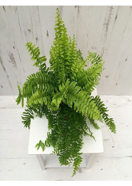 Videolu Aşk Merdiveni 1 Adet Saksılı/Tüplü 30-40 cm İç Mekan Bitkisi (Fujer Nephrolepis) fırsatları