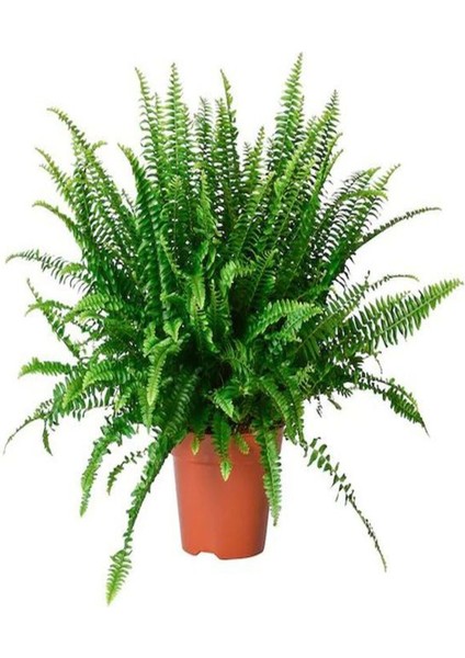 Videolu Aşk Merdiveni 1 Adet Saksılı/Tüplü 30-40 cm İç Mekan Bitkisi (Fujer Nephrolepis) indirimleri