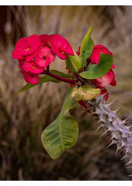 Videolu Kırmızı Dikenler Tacı Çiçeği Fidanı 1 Adet Saksılı 15-25 cm Ofis Salon Bitikisi (Euphorbia) indirimleri