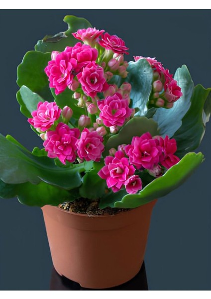 Videolu Kalanchoe Çiçeği 2 Adet Pembe Renk Kalanşo Saksılı/ Tüplü 10-20 cm Salon Bitkisi modelleri
