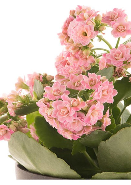Videolu Kalanchoe Çiçeği 2 Adet Pembe Renk Kalanşo Saksılı/ Tüplü 10-20 cm Salon Bitkisi fırsatları