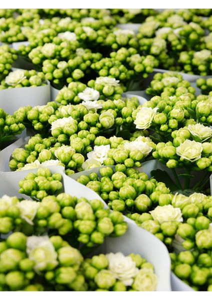 Videolu Beyaz Kalanşo Çiçeği 1 Adet Saksılı 10-20 cm İç Mekan Salon Ev Bitkisi (White Kalanchoe) fiyatları