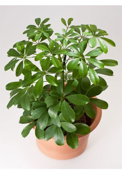Videolu Yeşil Şeflera Çiçeği Fidanı 1 Adet Saksılı 75-90 cm İç Mekan Ofis Bitkisi(Schefflera) fiyatları