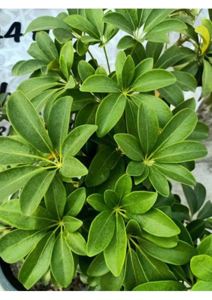 Videolu Yeşil Şeflera Çiçeği Fidanı 1 Adet Saksılı 75-90 cm İç Mekan Ofis Bitkisi(Schefflera) modelleri