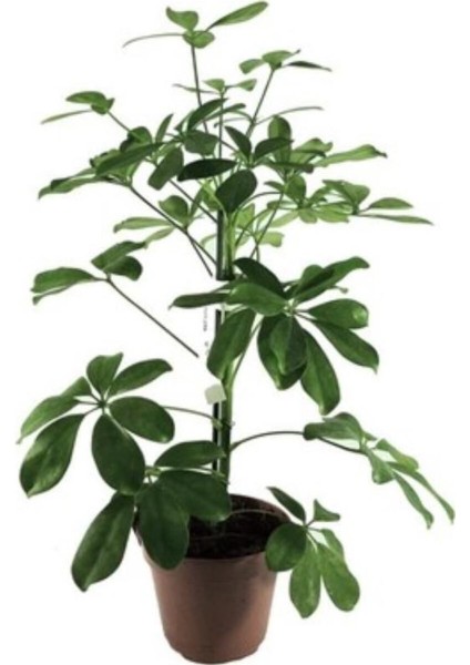 Videolu Yeşil Şeflera Çiçeği Fidanı 1 Adet Saksılı 75-90 cm İç Mekan Ofis Bitkisi(Schefflera) fırsatları