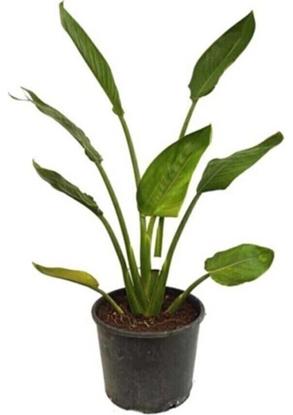 Starliçe - Beyaz Cennet Kuşu 50 -60 cm (Strelitzia Nicolai)
