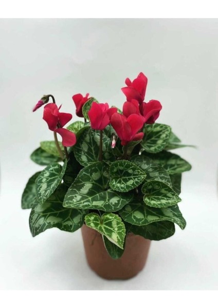 Videolu Kırmızı Sıklamen Tavşan Kulağı Çiçeği 1 Adet 20-40 cm İç Mekan Ofis Bitkisi (Cyclamen) modelleri