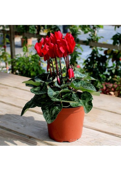Videolu Kırmızı Sıklamen Tavşan Kulağı Çiçeği 1 Adet 20-40 cm İç Mekan Ofis Bitkisi (Cyclamen) fırsatları